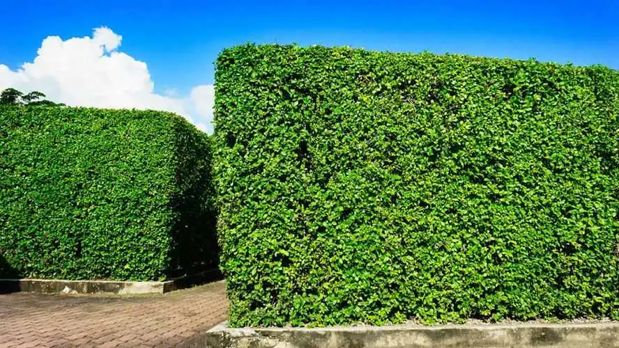 天水商住小区绿化工程项目