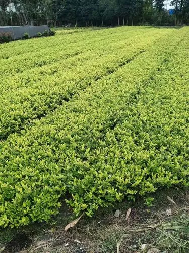 现代中式园林景观设计特点