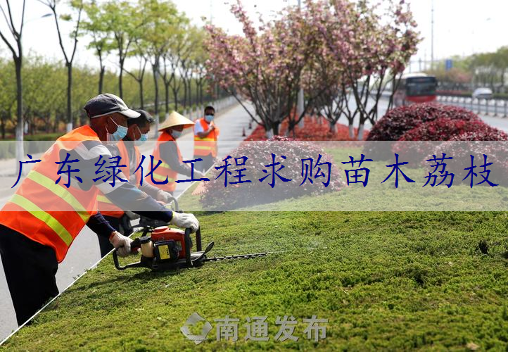 广东绿化工程求购苗木荔枝